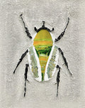 Green Beetle