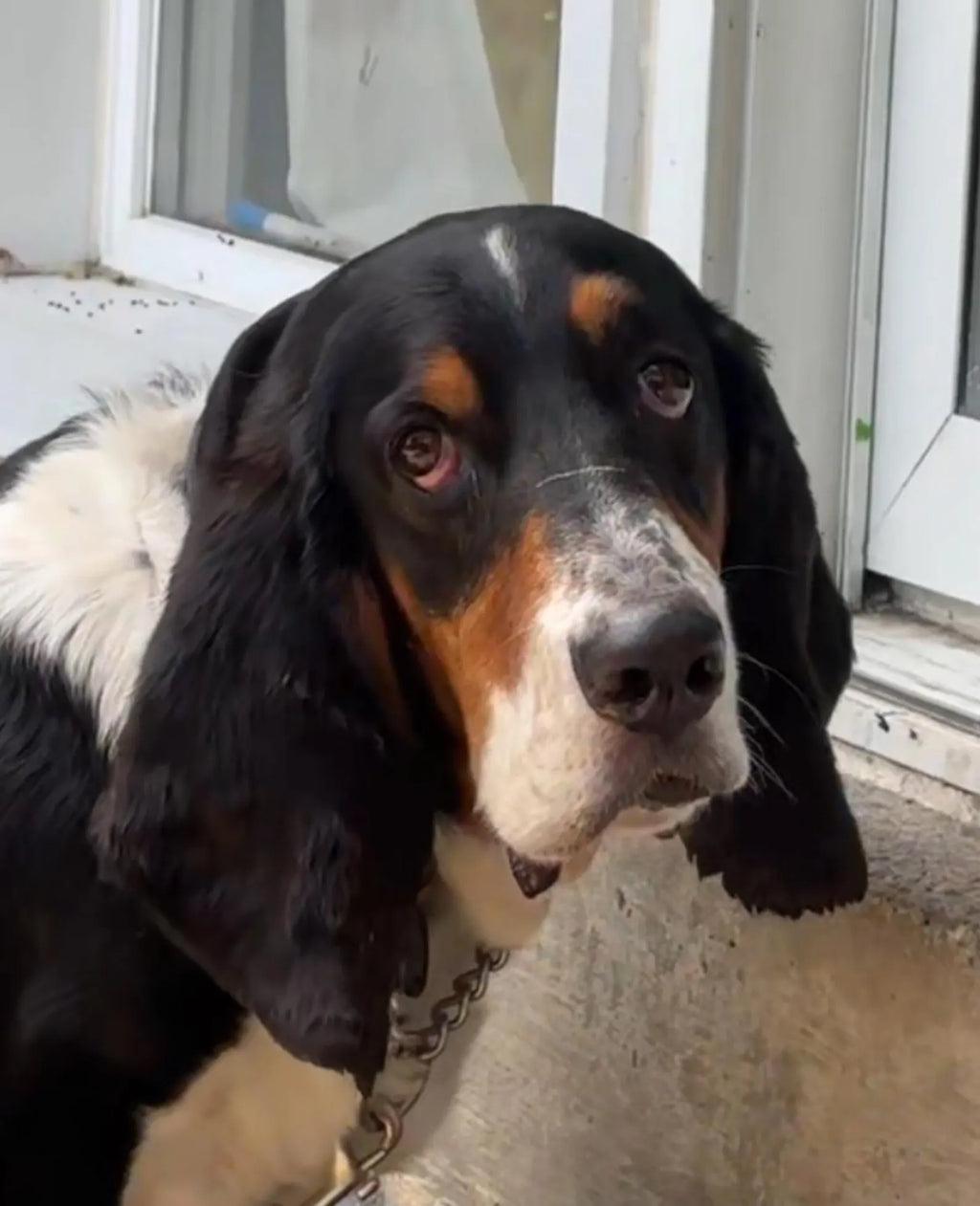 6x8 CUSTOM PET PORTRAIT MOSAIC